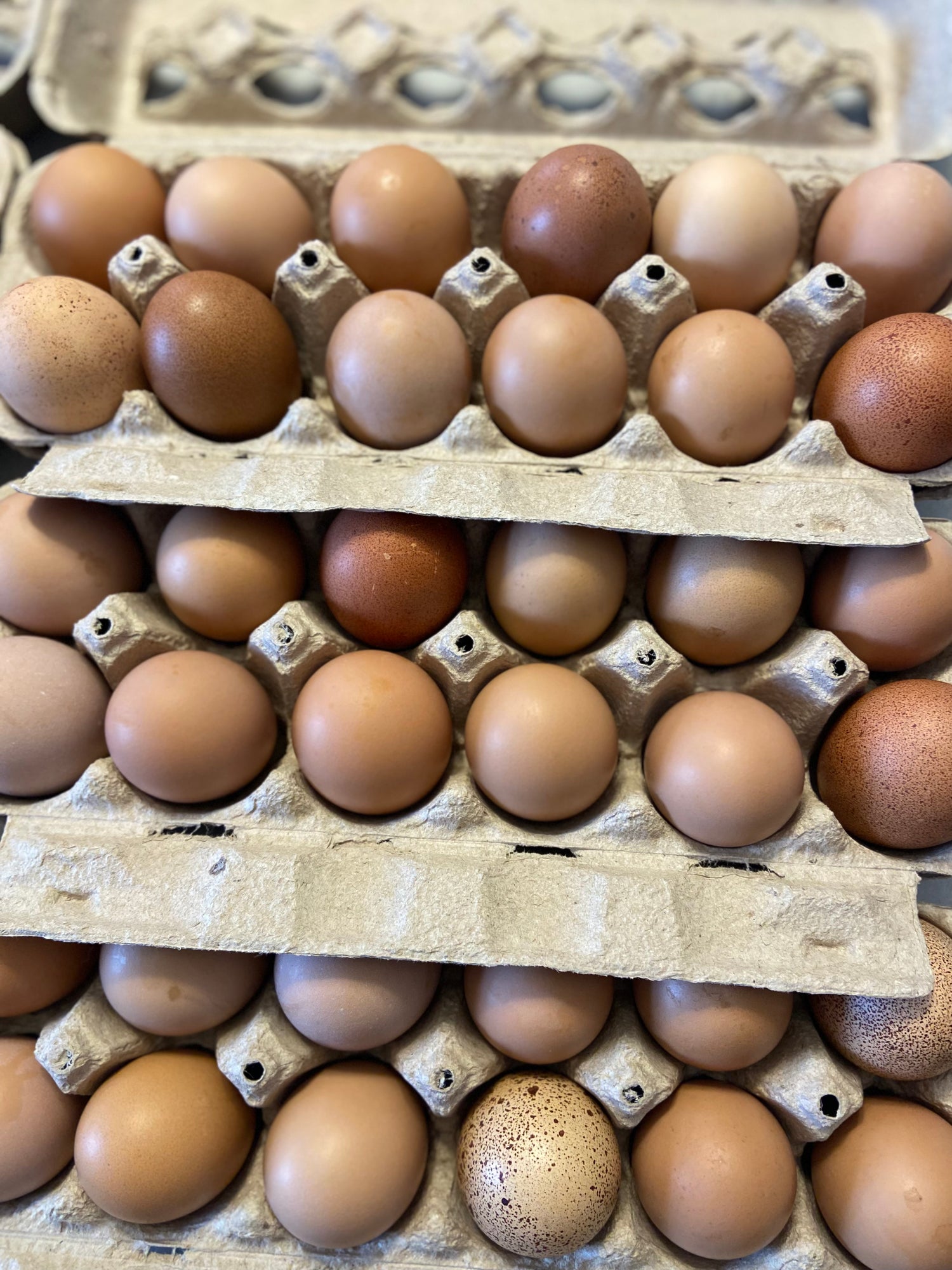 Farm Fresh Pastured Eggs